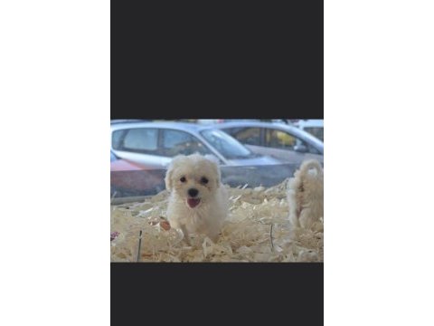 Tea cup maltese terrier yavrularımız