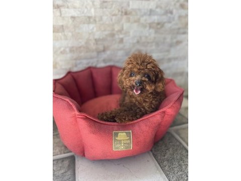 Kore poodle erkek