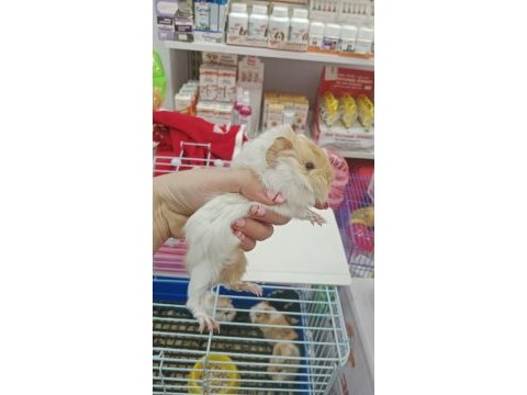 Yavru ve yetişkin guinea pig