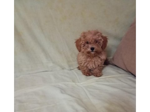 Toy ve mini boy poodle yavrularımız renk renk