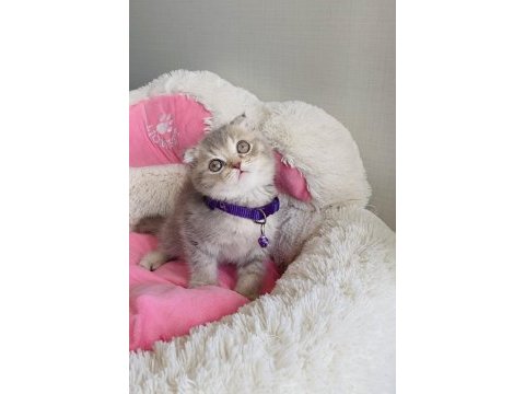 A kalite lılac tabby scotısh fold bebeğim 