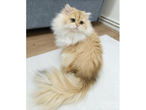 Erkek british longhair 14 aylık