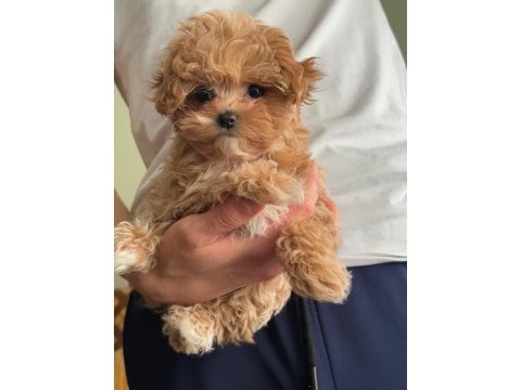 Muhteşem anne babanın maltipoo yavruları