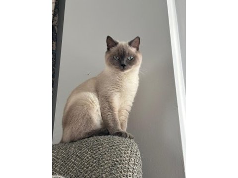 Blue point british shorthair