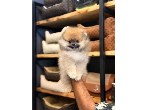 Mersin pomeranian boo