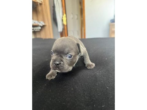 Mavi mavi masmavi fransız bulldog mavişler