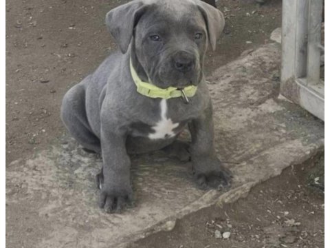 Cane corso köpeğimiz