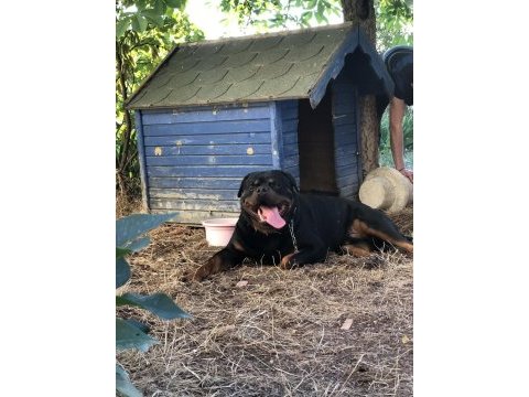 Rottweiler ırkının en iyisi