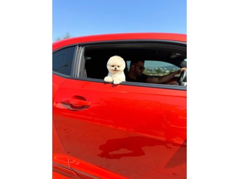 Ruhsatlı çiftlikten gerçek pomeranian