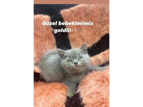 Scottish fold ve british yavrularımız