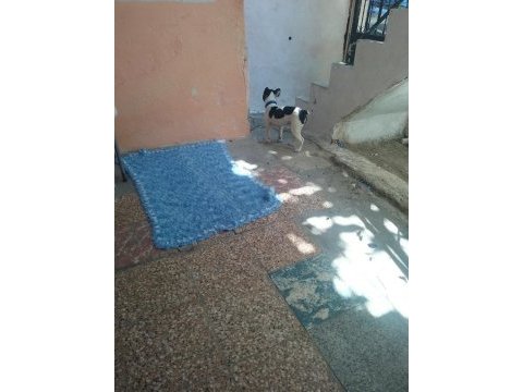 İzmir french bulldog köpeği