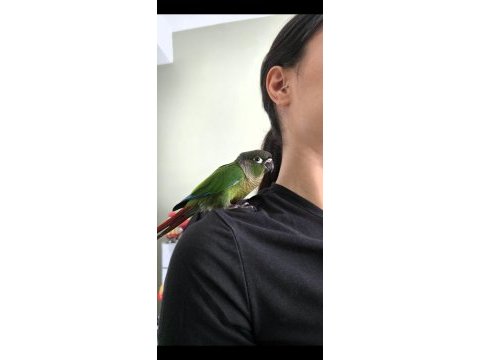 Full evcil iki buçuk aylık konur papağanı