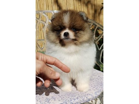 Mini teddy face pomeranian dişi yavrularımız
