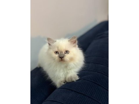 2 aylık british bluepoint shorthair yavrular
