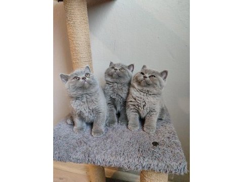 Ayıcık safkan british shorthair yavrularımız