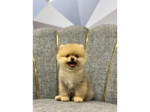 Irk garantili tedybear pomerian boo yavrular