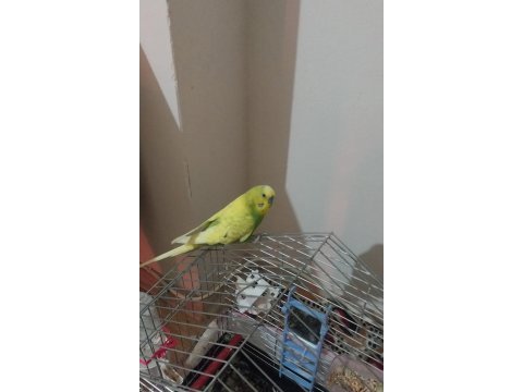 Erkek muhabbet kuşu