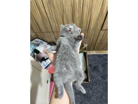 Scottish fold yavrularımız