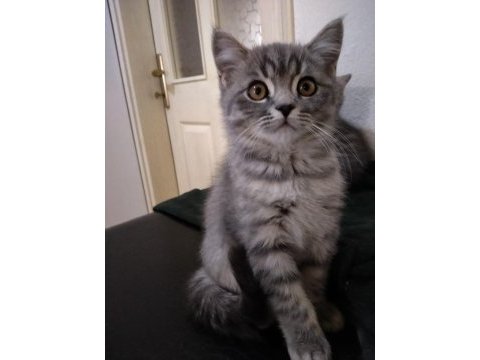 Scottish fold yavrularımız yeni evlerine gitmeye hazır