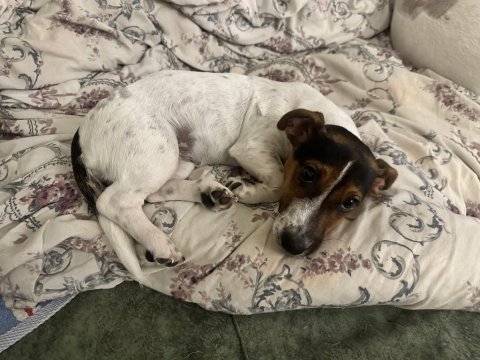 4.5 aylık jack russell lucy kızım için yuva arıyoruz