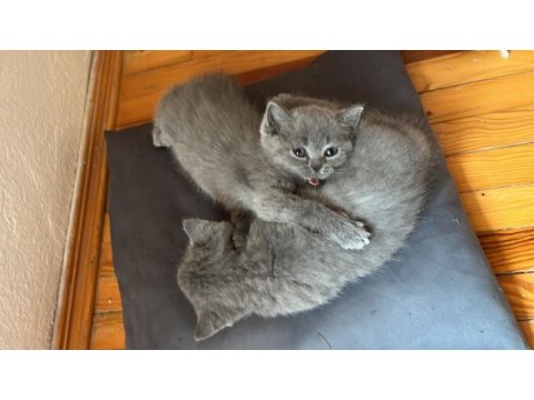 British shorthair 3 tane mevcut arayıp bilgi alabilirsiniz
