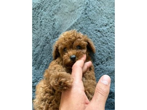 Erkek ve dişi poodle yavrularımız mevcuttur