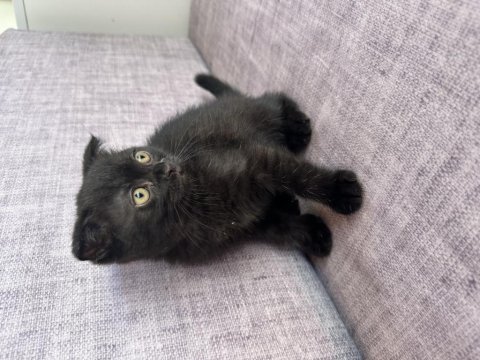 2 aylık scottish fold yavrular
