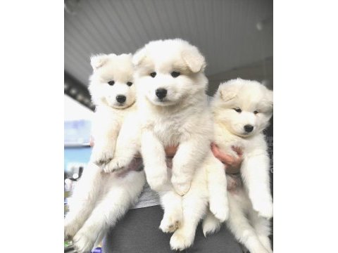 Kar beyaz samoyed yavrularım
