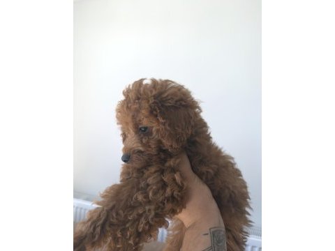 Orijinal poodle