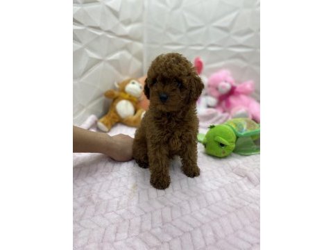Erkek dişi orijinal kore poodle yavrularımız