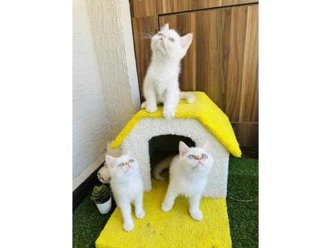 Exotic shorthair iran persian show bebekler