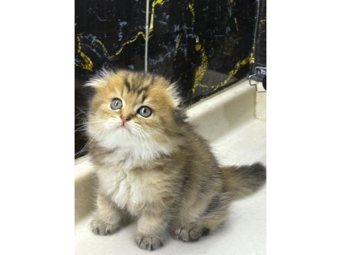 Scottish fold yuvam olur musunuz?