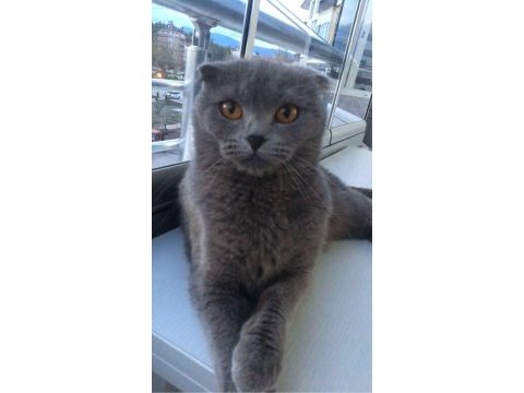 Minik prenses scottish fold