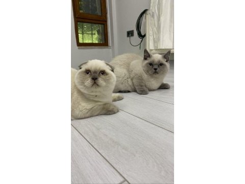 British ve scottish blue point yavrular 10.07.2024