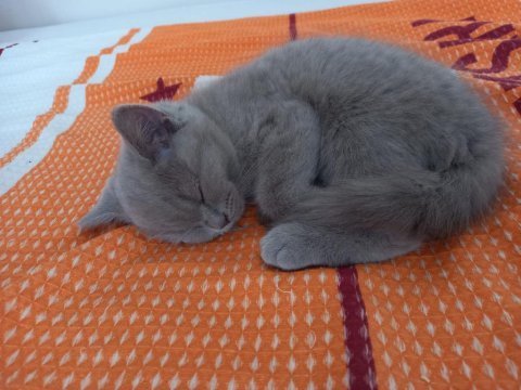 2.5 aylık british shorthair yavrular
