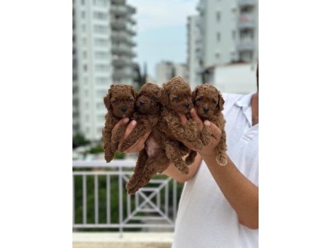 Sağlıklı orjinal poodle