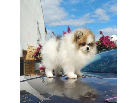 Garantili pomeranian boo dişi