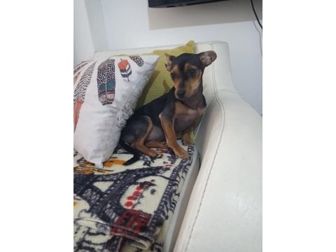6 aylık dişi aşıları tam pinscher