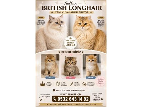British longhair bebekler