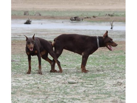 Kızıl safkan ırk garantili doberman bebeklerim