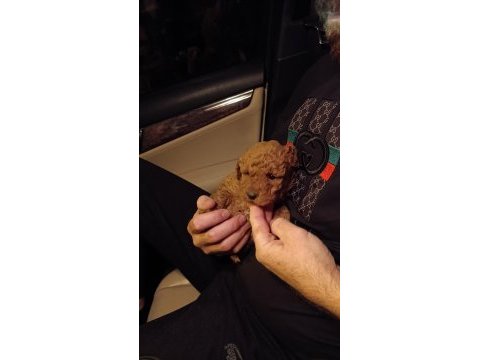 Safkan toy poodle