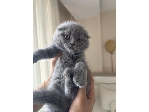 Top kafa scottish fold yavrumuz