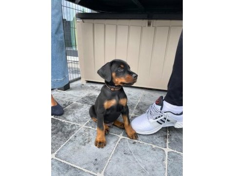 Evinizin neşesi doberman her yere kapıda öde