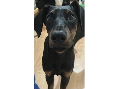 Yavru safkan doberman