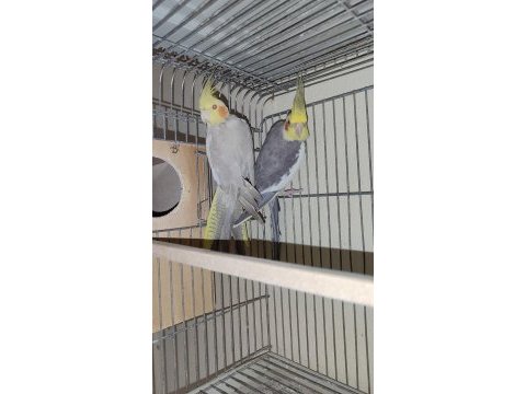 Rs grey ve cinnamon sultan papağanı