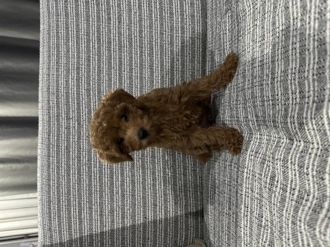 2,5 aylık teacup poodle