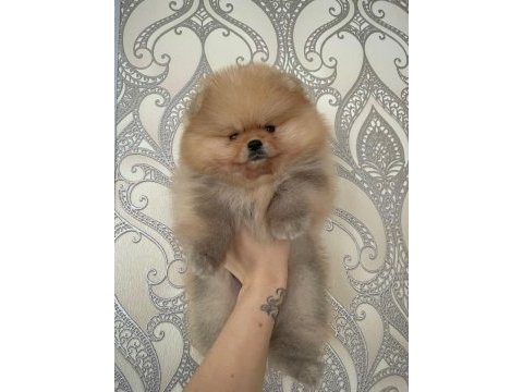Mükemmel ayıcık surat boo pomeranian