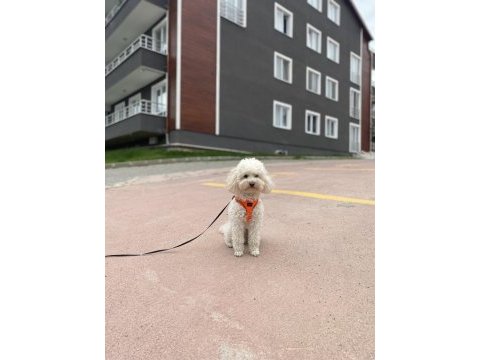 Nadir renk beyaz toy poodle