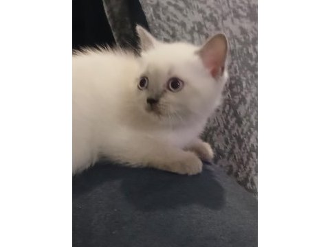 British shorthair yavrular yeni yuva arıyor