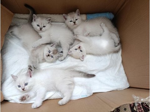 British blue point